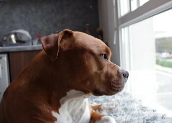 Canine Health Revolution: The Remarkable Effects of Prebiotics and Probiotics