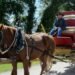 Harnessing Horses for Healing: Reno’s Innovative Approach to Child Therapy