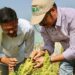 Harnessing Renewable Energy for Food Security in South Asia