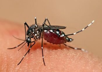 Dengue Fever