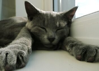 Paws for Thought: The Rise of Pet Waste Management Services