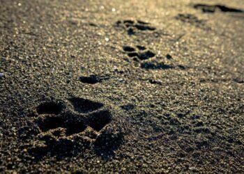 The Great Outdoors: Is It a Place for Paws?