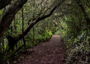 Cartago Keeps Alive Its Commitment to Sustainability