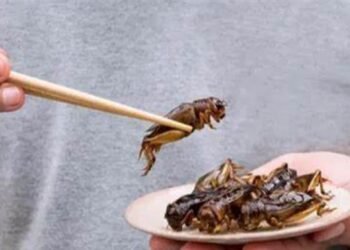 Singapore Approves 16 Insect Species for Human Consumption