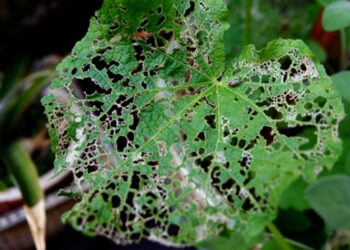 japanese beetle infestation in kennewick washington