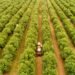 Alarming Rise in Aussie Farms Sold to Overseas Buyers Threatens Food Security