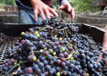 New Models for Financing the Food Transition: A Path to Sustainable Agriculture