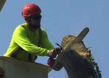 tree service business impact of google profile deletion