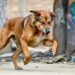 Street Dogs and Rabies in India
