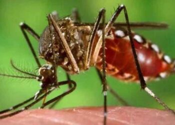 smart mosquito control system india