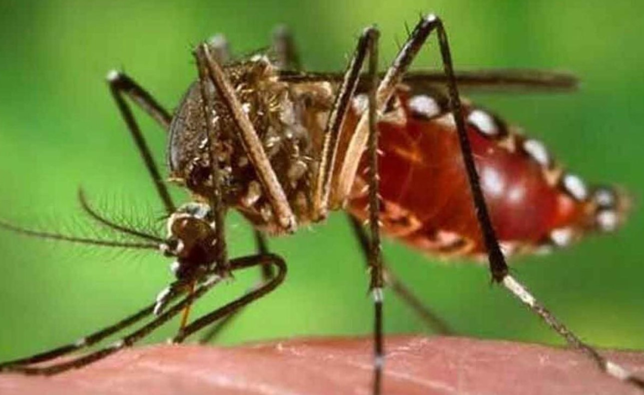 smart mosquito control system india
